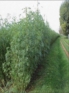 Un champ de kenaf, plante qui ressemble au roseau, principalement cultivée en Malaisie.