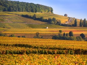 Juste pour le plaisir des yeux, des vignes à l'automne en Bourgogne.