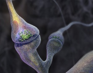 Canaux ioniques du cerveau constituant la base de son fonctionnement.