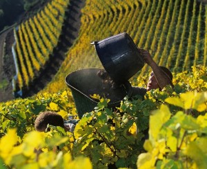 vignoblealsace
