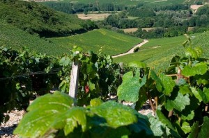 vignoblebourg